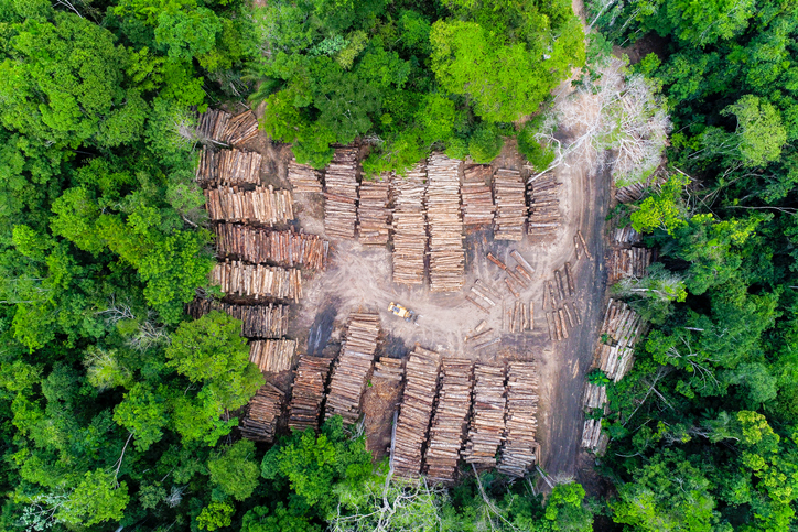 Aerial view of a log storage yard from authorized logging in an area of the Brazilian Amazon rainforest.